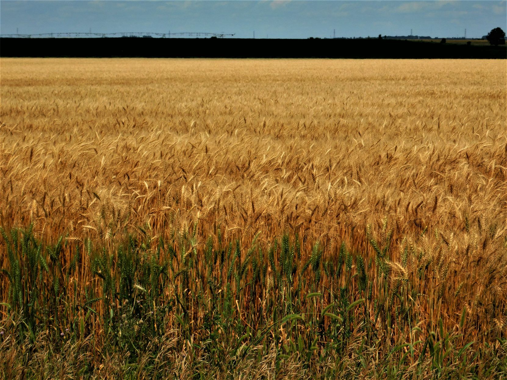 Wheat Field
